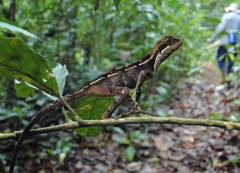Enyalius catenatus