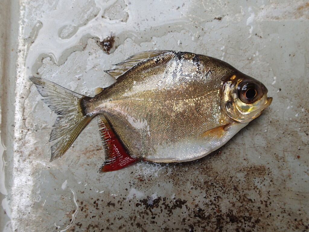 Ternetz-pacu (Myloplus ternetzi) — Serrasalmidae