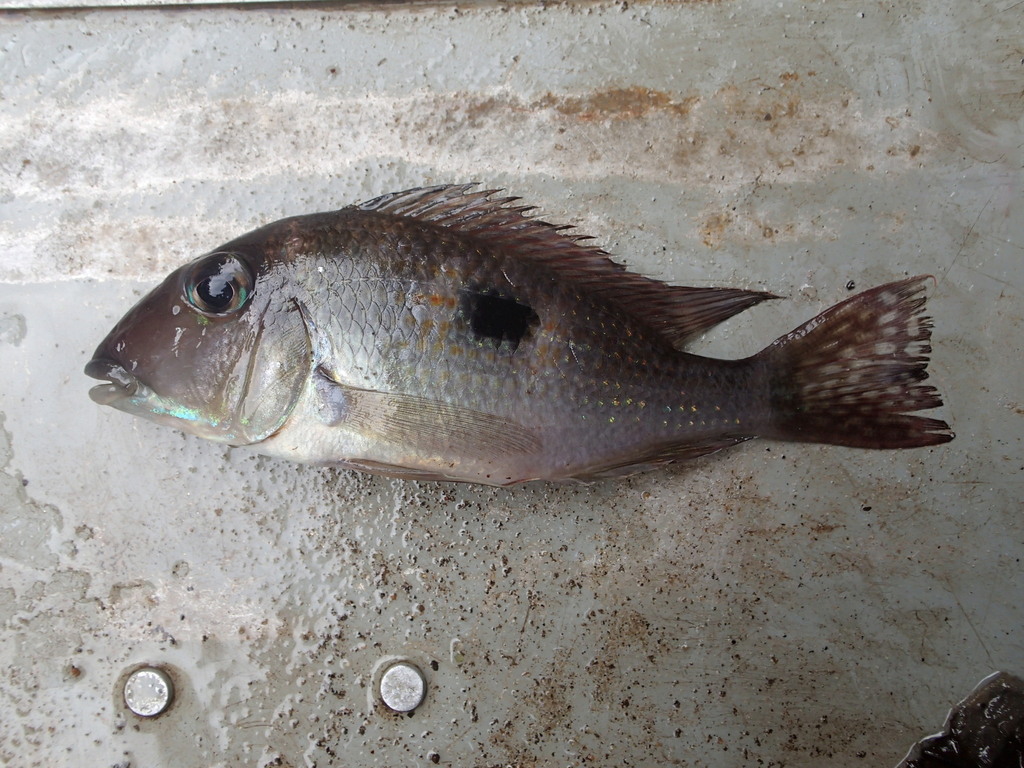 Oyapock eartheater (Geophagus camopiensis) — Cichlidae
