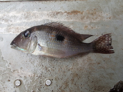 Oyapock eartheater (Geophagus camopiensis) — Cichlidae