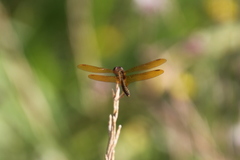 Perithemis icteroptera