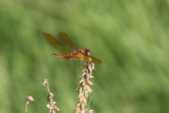Perithemis icteroptera