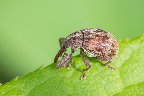 Cherry weevil, photo 6 of 7