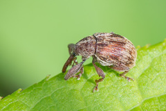 Anthonomus rectirostris