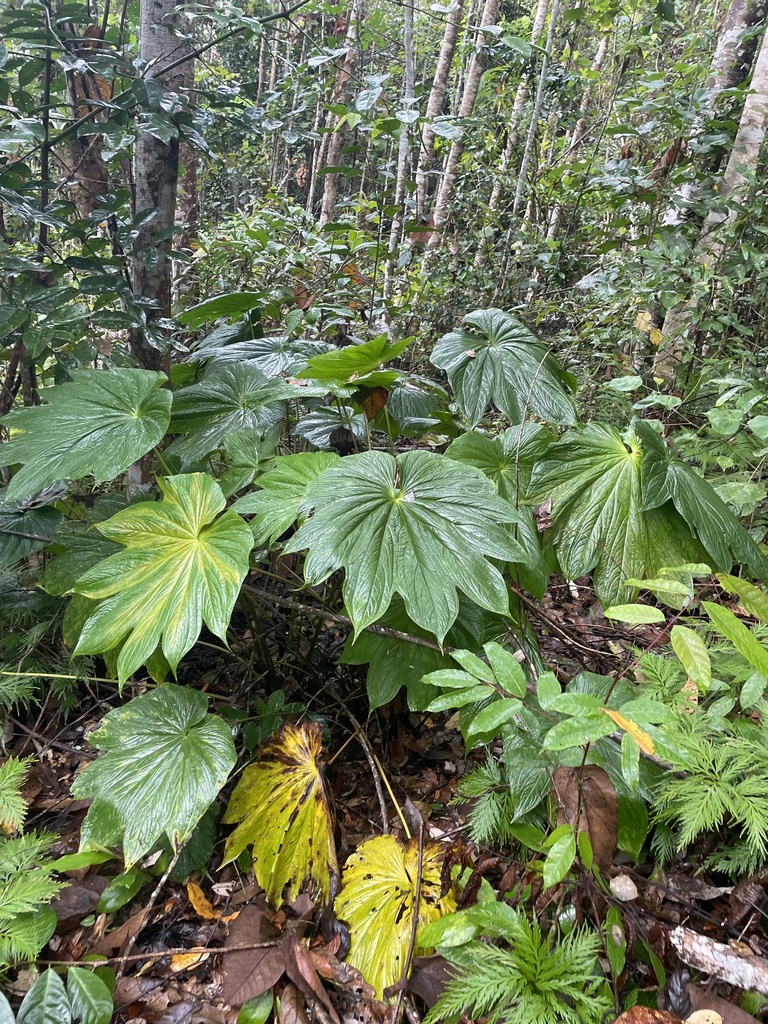 Tacca palmatifida (Tacca palmatifida)
