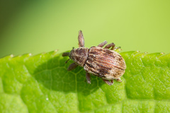 Anthonomus rectirostris