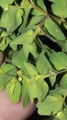 Euphorbia peplus