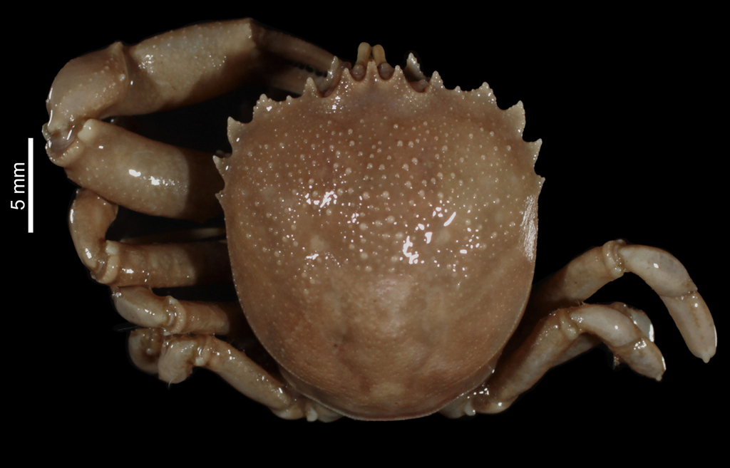 Corystoides abbreviatus