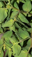 Euphorbia peplus