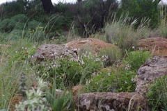Pelargonium ranunculophyllum