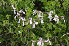 Pelargonium ranunculophyllum