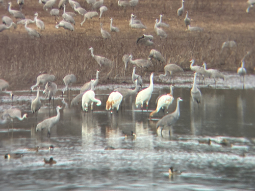 Whooping Crane photographed in Alabama