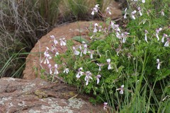 Pelargonium ranunculophyllum