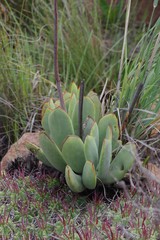 Cotyledon orbiculata oblonga