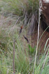 Cotyledon orbiculata oblonga