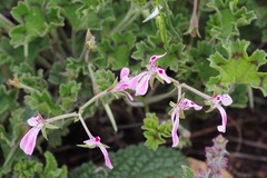 Pelargonium ranunculophyllum