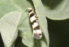 Macrobathra platychroa