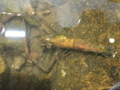 Macrobrachium sintangense
