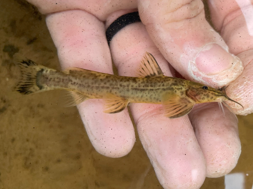 Mountain catfish (Amphilius uranoscopus) — Amphiliidae