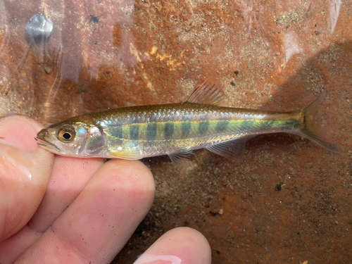 Barred minnow (Opsaridium zambezense) — Cyprinidae — 3