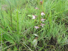 Eulophia zeyheriana
