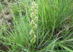 Disperis cardiophora