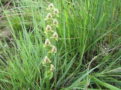 Disperis cardiophora