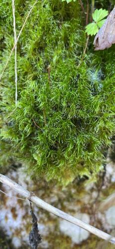 Denuded Dicranodontium Moss (Dicranodontium denudatum)