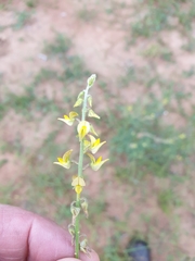 Crotalaria sphaerocarpa