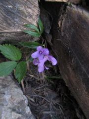 Cardamine glanduligera