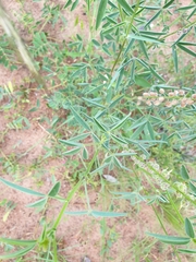 Crotalaria sphaerocarpa