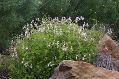 Pelargonium ranunculophyllum