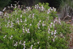 Pelargonium ranunculophyllum