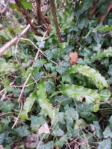 Hart's-tongue fern