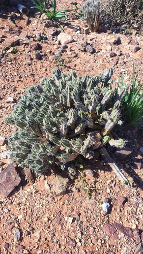 Euphorbia officinarum echinus