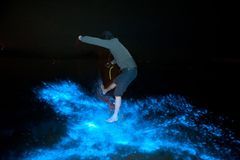 Noctiluca scintillans