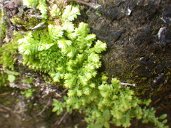 Selaginella ciliaris