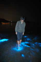Noctiluca scintillans