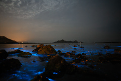 Noctiluca scintillans