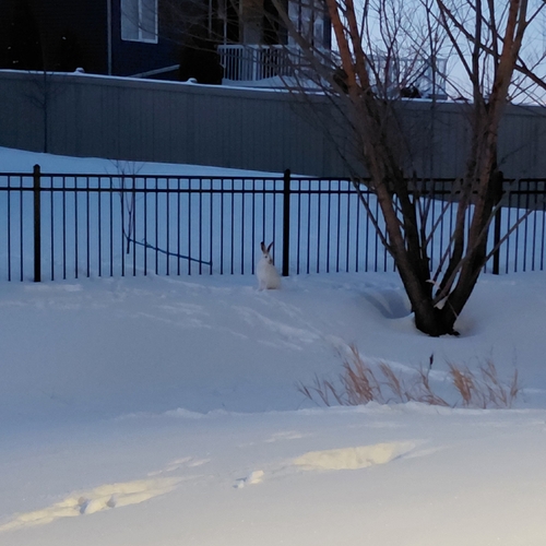 White-tailed Jackrabbit observed by jez_j