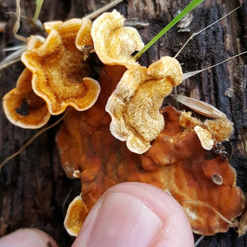 hairy curtain crust (Stereum hirsutum)