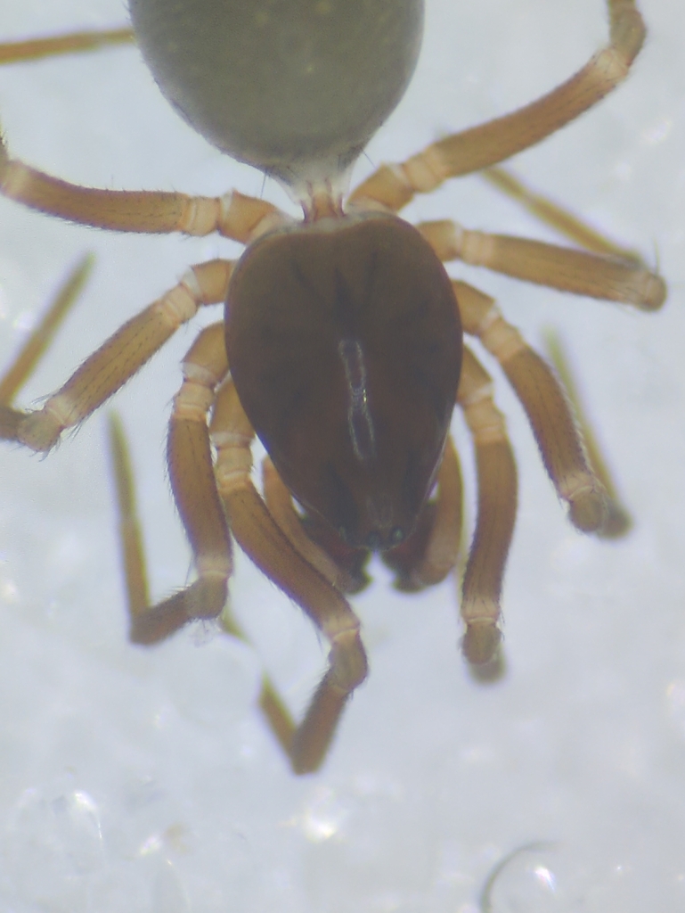 Monocephalus fuscipes
