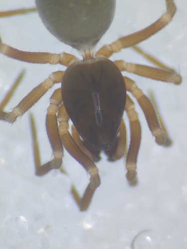 Monocephalus fuscipes