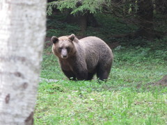 Ursus arctos arctos