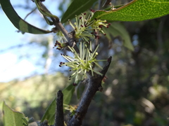 Forestiera macrocarpa