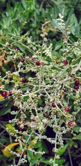 Chenopodium parabolicum