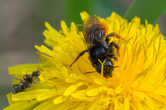 Osmia bicolor