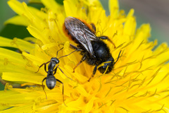 Osmia bicolor