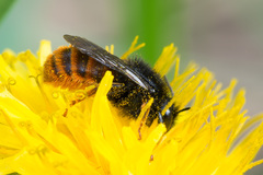 Osmia bicolor