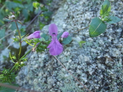Stachys tenerrima